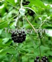 Sell Schisandra Chinensis Extract 2%