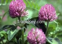 Sell Red Clover Extract 8%