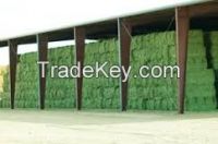 Sell Alfalfa Hay, Oaten Hay, Rhodes Hay, Wheat Hay, Timothy Hay