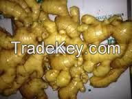 New Corp  Air Dry Ginger, Bulk Fresh Ginger Price