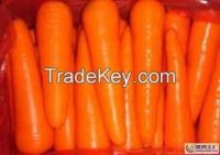 New Crop Fresh Carrot 2015