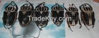 Dried Goliathus Beetles For Sale