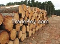 ADITA PINE IN LOGS WITH BARK