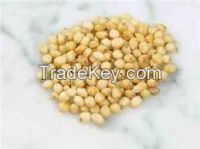 Sorghum Seeds for sale