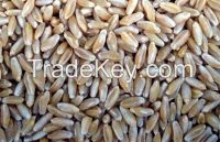 Argentinian Durum Wheat