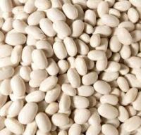 White Kidney Beans- Best Quality & Price from Egypt