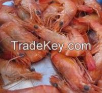 tunisian shrimps