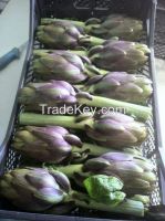 Sell fresh artichokes from Tunisia