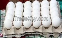 Selling chicken egg white and brown C1 C0