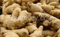 Ginger Oil, Natural Herbal Plant Oil