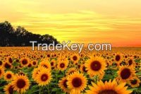 Refined Sunflower Oil, Crude Sunflower Oil, Crude Degummed Rapeseed Oil DIN 51605, Refine Corn Oil, Refine Canola Oil, Refine Soya Beans Oil, Refine Palm Oil, 