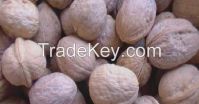 Walnuts in shell & Walnut Kernels of excellent quality