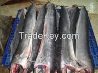 New coming frozen sail fish on sale