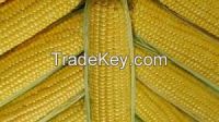 yellow corn for popcorn best quality