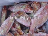 FROZEN RED TILAPIA FISH WHOLE ROUND