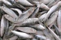Best Price Fresh Sardine Frozen fish
