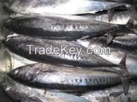 High Quality Seafood Frozen Fish Pacific Bonito Size 500
