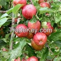 red gala apple on organic fruit with best price