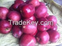 Organic red  apple fruit