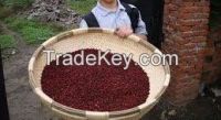 supplier natural organic schisandra fruit