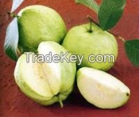 GOOD QUALITY Fresh White Guava