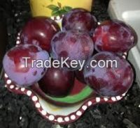Fresh plum in high quantity in low price
