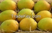 FRESH MANGO HIGH QUALITY- COMPETITIVE PRICE