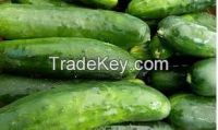 Fresh Cucumber Best grade cucumber Premium Class 1 Fresh Green Cucumber