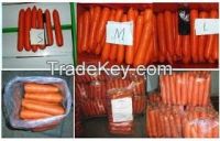 2015  fresh carrots