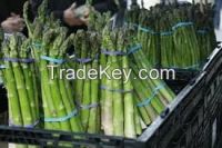 Hotsale Fresh asparagus organic green vegetables