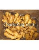 ginger price in south africa /fresh ginger/ginger for 2015hot sale
