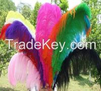 Ostrich Feathers for sale