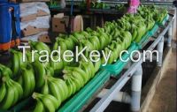 Grade A  ( Premium Quality ) Cavendish Bananas.