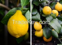 Fresh Lemon for sale