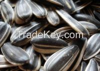 New Current Crop sunflower seeds for sale