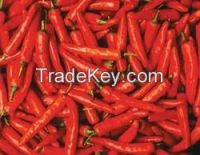 Natural Fresh Chili/Red Pepper at high quality