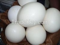 Fresh and Fertilized Ostrich eggs  for sale