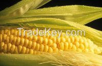 Fresh Canned Sweet Kernel Corn