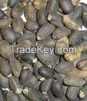 Jatropha Seeds for sale