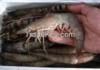 Fresh /Chilled Sea-caught/River/Farm BLACK TIGER shrimp.