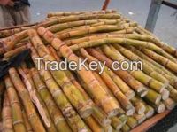 Fresh Sugar cane , Sugar cane bulk price , Sweet sugar cane . Delicious Sugarcane