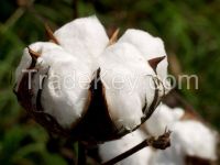 Raw Cotton  for sale