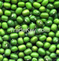 Green Mung Beans  for sale