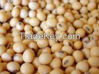Soya Beans  for sale