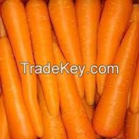 Fresh Carrots  for sale