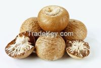 Dried Betel Nut High Quality Big size