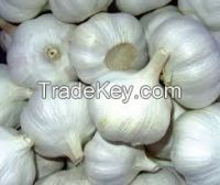 Fresh Normal White Garlic / Red Galic in 10kg/Carton with Different Size -Hot Sale