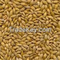 Barley Grains for sale