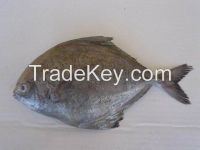 Black Pomfret, sea beam fish, octopus, eel fish, mackerel, octupus