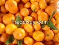 Pomelo, Juicy Oranges, mandarin orange, citrus fruit hz006, valencia orange, Fresh Kiwi Fruit